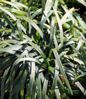 Ophiopogon japonicus 'Minor'